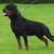 Balou Vom Herrenhaus 00