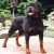 Balou Vom Silberblick 01