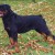 Balou Vom Silberblick 02