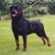 Balou Vom Silberblick 03