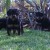 Morro Carla Pups 05