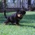 Morro Carla Pups 06