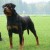 Carla Vom Hause Neubrand 1