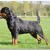 Kliff Von Der Crossener Ranch 02