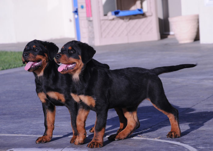 morro_vd_scherau_carla_vh_neubrand_puppies