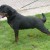 Rottis Allyans Amigo6