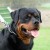 Quaid Vom Hause Enzian 005