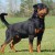 Quaid Vom Hause Enzian 02