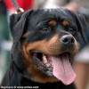 T Sidney Vh Neubrand 4