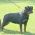 Sofie