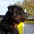 Tony Vom Goldenen Stern 01