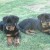 25 Vonstrath Pups