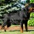 Wasko Profile